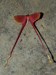 Image of Eudaemonia argus