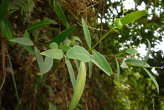 Wikstroemia lanceolata
