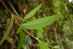 Wikstroemia lanceolata