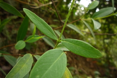Wikstroemia lanceolata