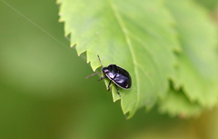 Sehirus cinctus albonotatus