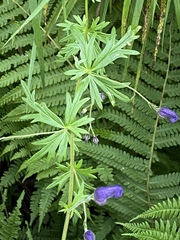 Aconitum baicalense