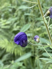 Aconitum baicalense
