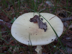 Amanita russuloides
