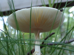Amanita russuloides