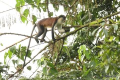 Cercopithecus mona