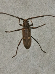 Susuacanga stigmatica