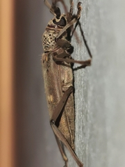 Susuacanga stigmatica