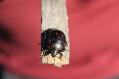 Pachycoris klugii