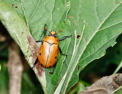 Pelidnota punctata