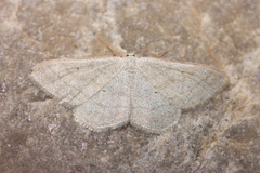 Scopula luteolata
