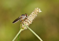Ommatius tibialis
