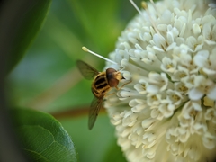 Parhelophilus integer