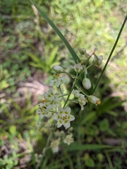Melanthiaceae