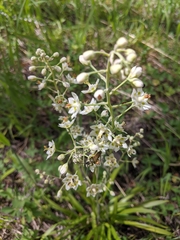 Melanthiaceae