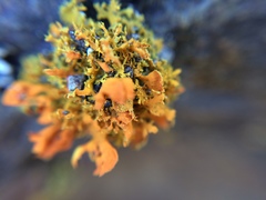 Teloschistes velifer