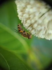 Parhelophilus integer