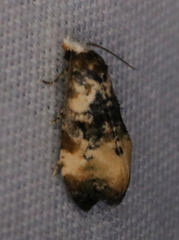 Phalonidia memoranda