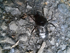 Cosmiomorpha similis
