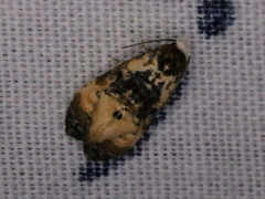 Phalonidia memoranda