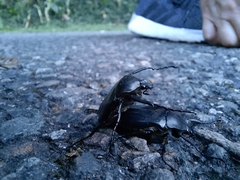 Cosmiomorpha similis