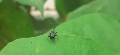 Trachelophorini