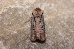 Agrotis volubilis
