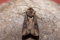 Agrotis volubilis