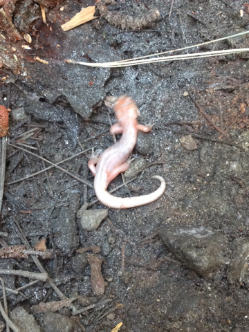 iNaturalist observation photo of Ensatina