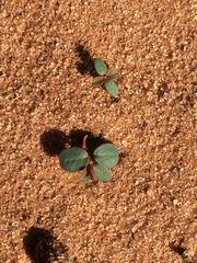 Euphorbia glyptosperma