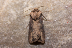 Agrotis volubilis