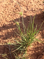 Cyperus retroflexus