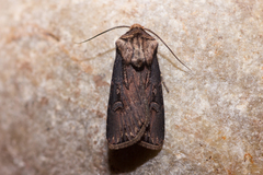 Agrotis volubilis