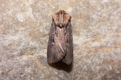 Agrotis volubilis