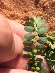 Phyllanthus abnormis