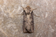 Agrotis volubilis