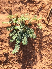 Phyllanthus abnormis