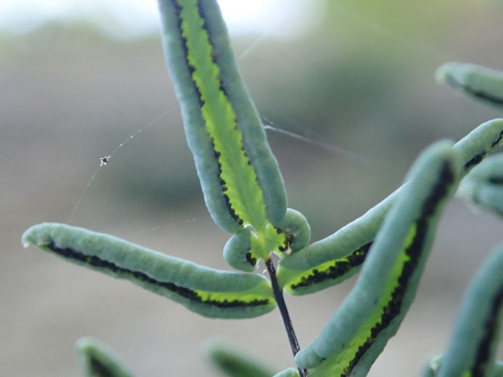 Pellaea glabella subsp. glabella