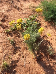 Hymenopappus flavescens