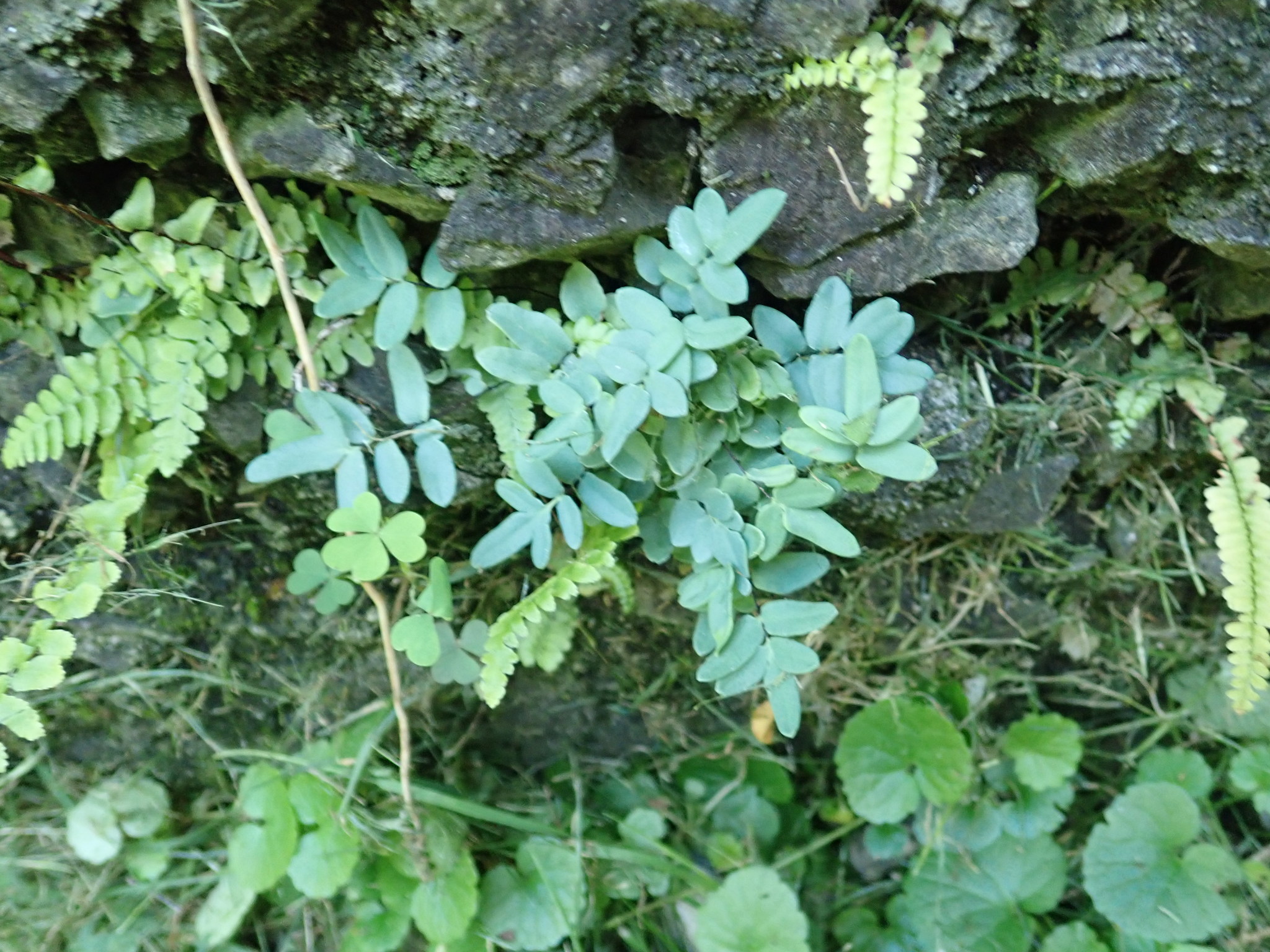 Pellaea glabella subsp. glabella