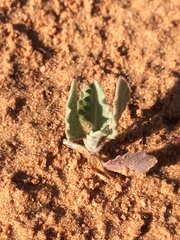 Dimorphocarpa candicans