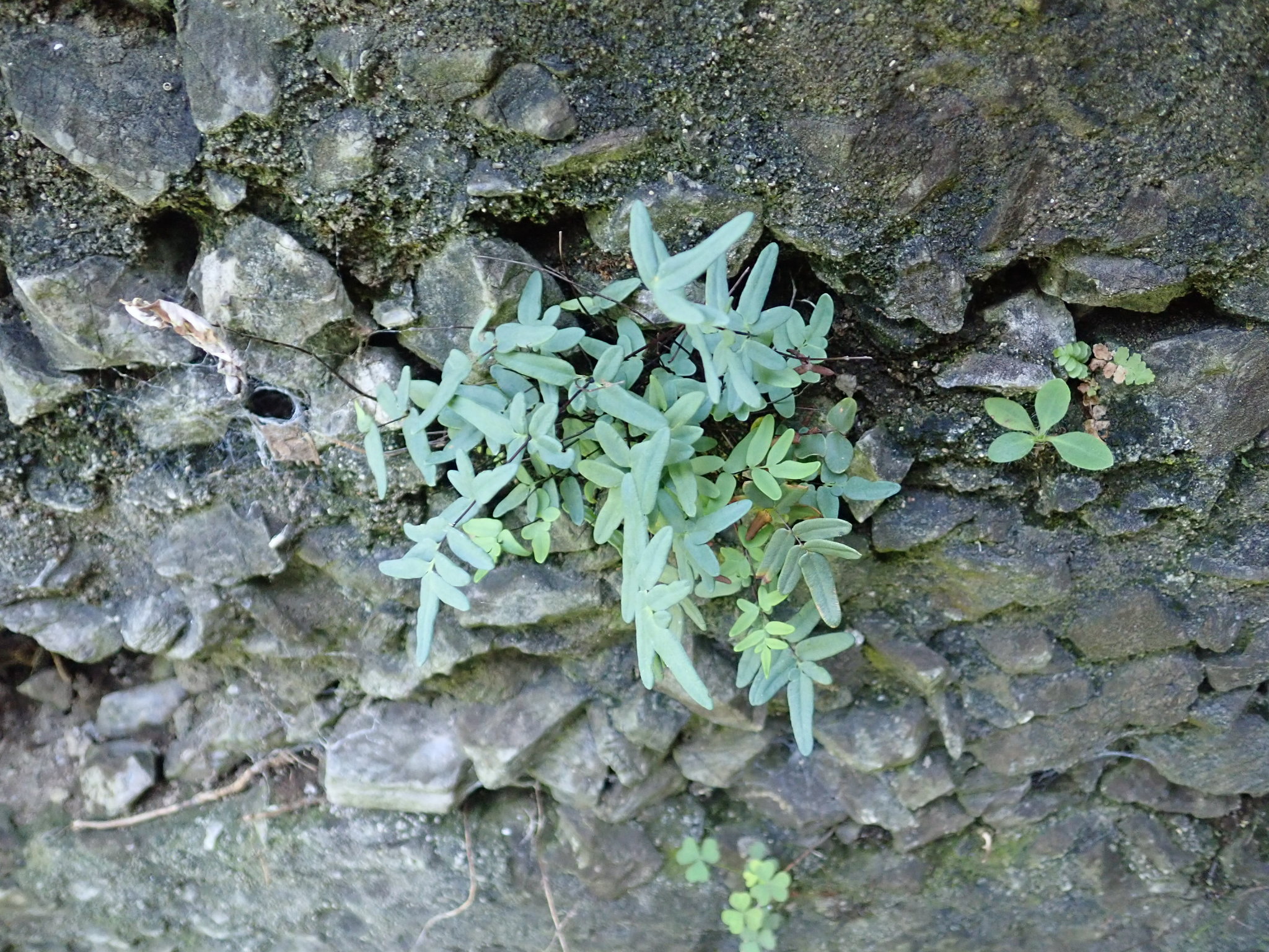 Pellaea glabella subsp. glabella
