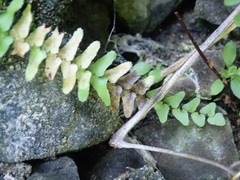 Phytoliriomyza felti