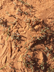 Amaranthus arenicola