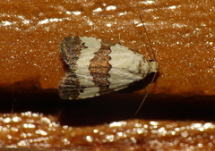 Maliattha quadripartita