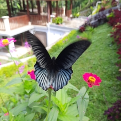 Papilio memnon