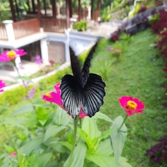 Papilio memnon