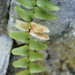 Phytoliriomyza felti - Photo (c) Sequoia Janirella Wrens, algunos derechos reservados (CC BY-NC), subido por Sequoia Janirella Wrens