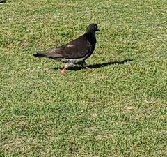 Columba livia domestica