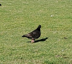 Columba livia domestica